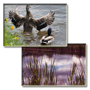 Wildlife Sanctuary